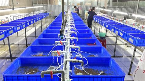 Artificial eel reproduction | Best Chapter 2 - Viet Farming