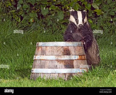 Eurasian Badger foraging for food Stock Photo - Alamy