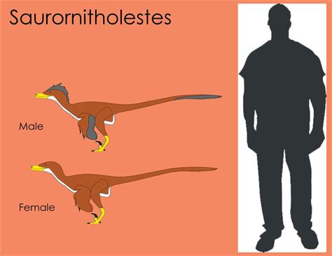 Saurornitholestes Size Comparison