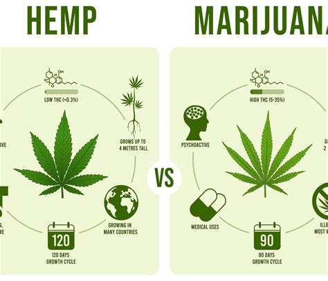 Hemp vs Marijuana: What's the Difference? - Daily Rx CBD