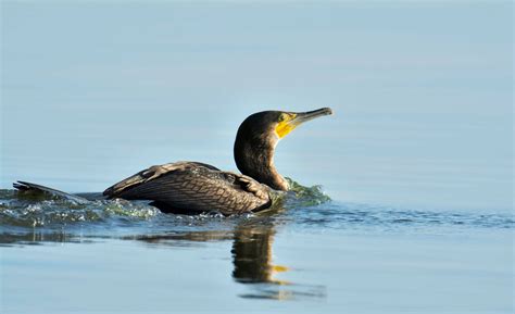 Cormorant - Artur Rydzewski nature photography