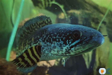 Snakehead Fish | 13 Interesting Facts About This Monster Fish