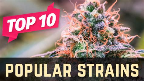 Top 10 Most Popular Weed Strains Stellar Seeds