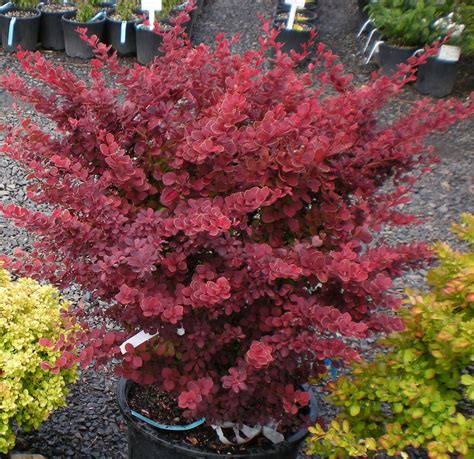 Toscana Barberry - Plant Library - Pahl's Market - Apple Valley, MN