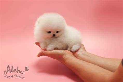 White Teacup Pomeranian Puppies For Sale In Sacramento Ca