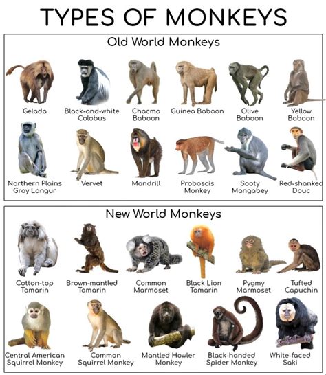 Chart of Old & New World Monkeys | Types of monkeys, Monkey breeds, Pet ...