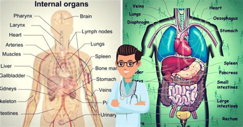 English Vocabulary: Internal Organs of the Human Body - ESLBuzz ...