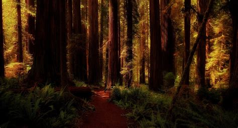 nature, Landscape, Redwood, Forest, Ferns, Trees, Path, California ...