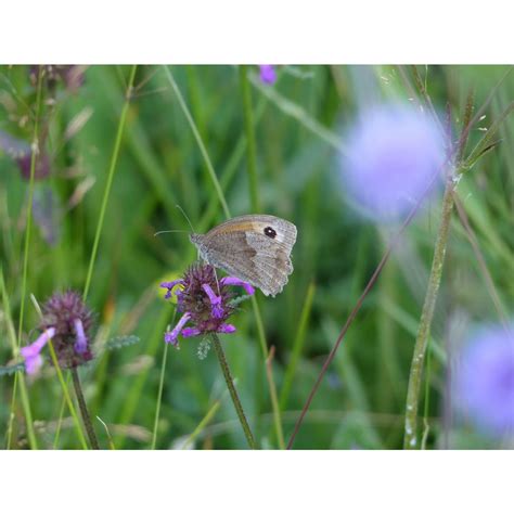 Clay Soil Meadow Mix | British Wildflower & Grass Seed | Habitat Aid ...