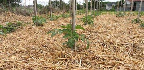 Mulching Guide - Improve your crop yield - AGRICULTURE GURUJI