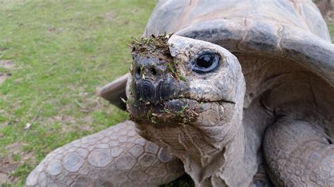 Aldabra Tortoise | Tulsa Zoo