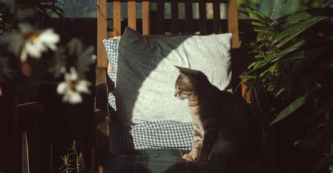 Photo of Cat Sitting On Chair · Free Stock Photo