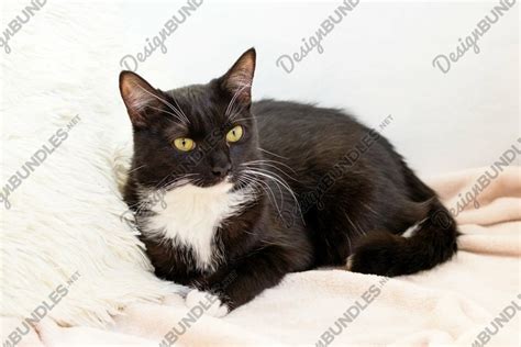 Fluffy black-white cat with green eyes. (2055808)