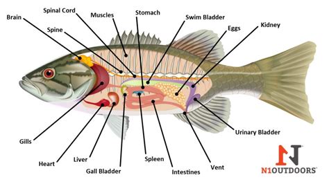 Fish Anatomy - [Internal & External Diagrams!] | N1 Outdoors