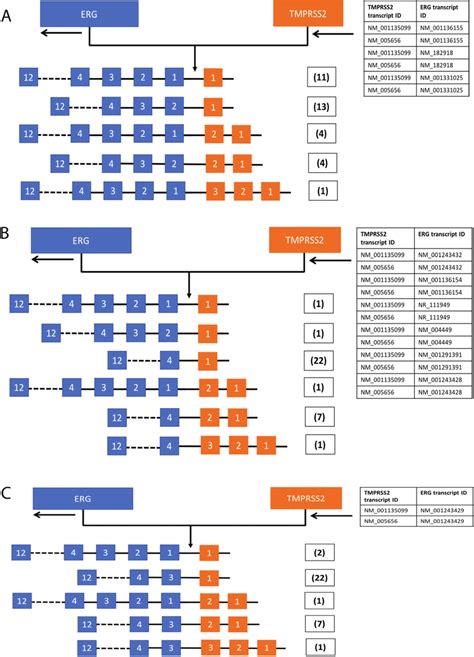 Spectrum of gene fusion junctions. A–C panels show the three forms of ...