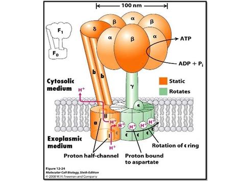 Atp synthase