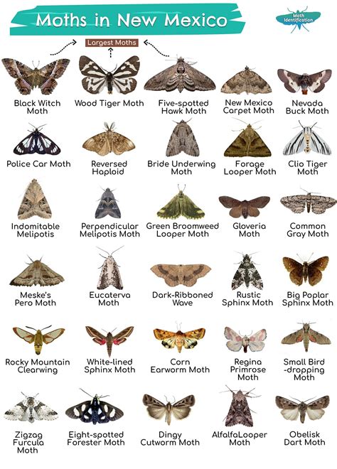 Types of Moths in New Mexico