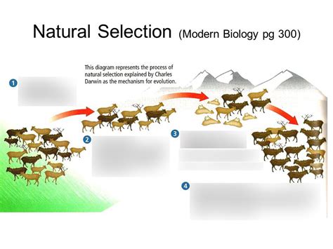 Natural selection Diagram | Quizlet