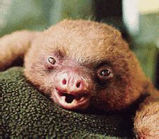 Baby Sloths GIFs - Find & Share on GIPHY