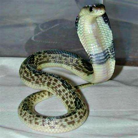 Spitting Cobra Facts You Need to Know! | Always Learning!