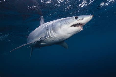 10 Endangered Shark Species You Should Know