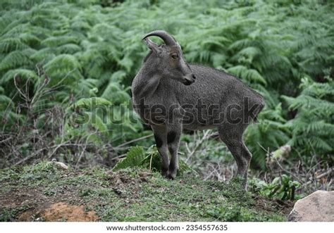 Endangered Nilgiri Tahr Munnar Stock Photo 2354557635 | Shutterstock