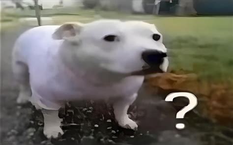 Huh Dog Meme 生成器