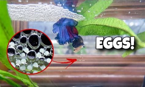 Betta Fish Eggs: Be An Expert In Identifying Their Species ...