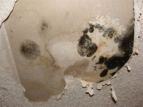 Toxic black mold identification photos and info. What toxic mold looks ...