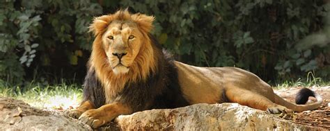 Omaha Zoo and Aquarium | Exhibits, Hours, Tickets | Sid Dillon