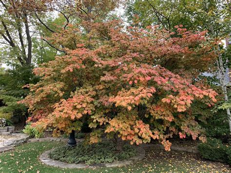 Some nice colors on this Japanese maple this year : r/marijuanaenthusiasts