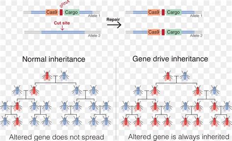 Gene Drive Genetics CRISPR Genetic Engineering, PNG, 8995x5476px, Gene ...