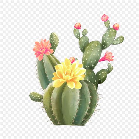 Cactus Desert PNG Image, Watercolor Cactus Blooming Flowers In The ...