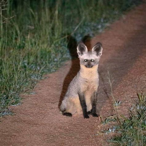 Go for a night safari in Tanzania - Asanterra