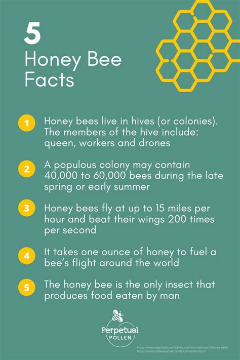 Fascinating Honey Bee Facts