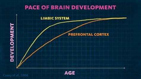 Adolescent Brain Development – Telegraph