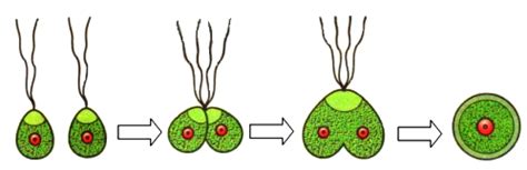 a) State the type of gametes shown in the diagram. - Sarthaks eConnect ...