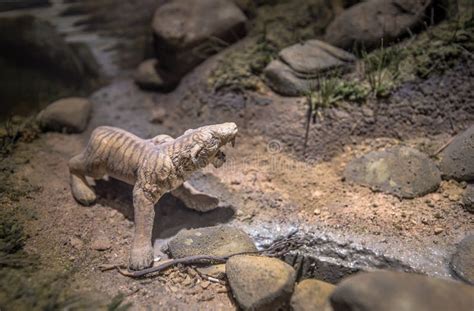 Saber-Toothed Cat stock image. Image of rock, museum - 64917219