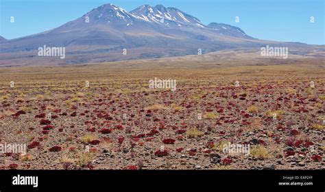 Atacama desert in bloom Stock Photo - Alamy