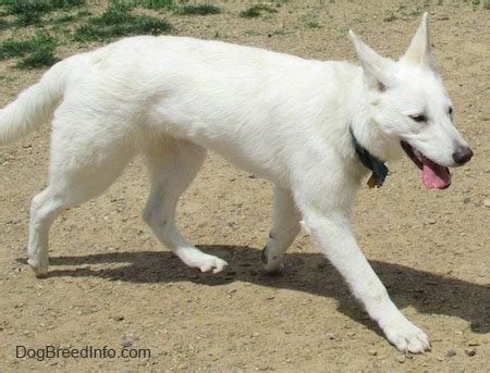 American White Shepherd Dog Breed Pictures, 1