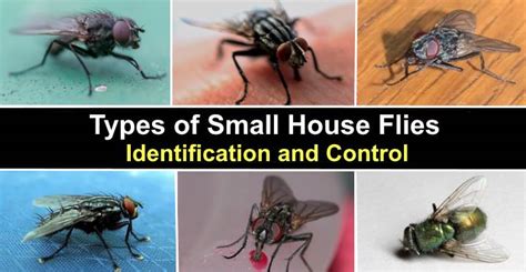 Small House Flies Uk : What Do Gnats Look Like؟ Full Guide | Bodyfowasuse