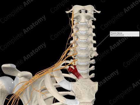 Phrenic Nerve | Complete Anatomy