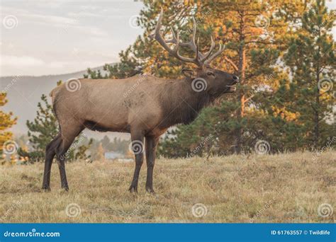 Bugling Bull Elk stock image. Image of autumn, wild, bull - 61763557