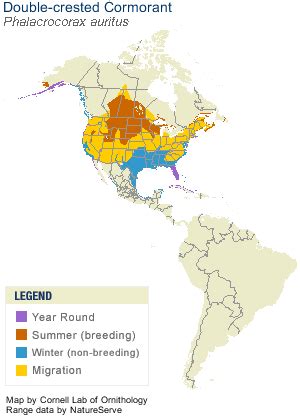 Double-crested Cormorant Pictures and Photos - Photography - Bird ...