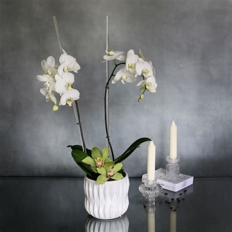 Simplistic Orchids by LA Orchidia