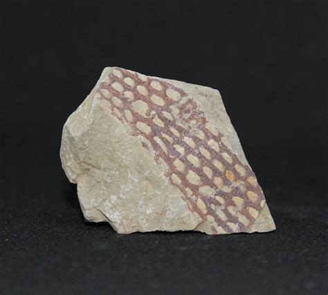 Dictyonema Graptolite Fossils on matrix - Buy Graptolite Fossils Online UK