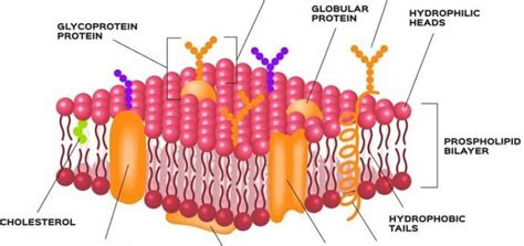 What Is The Structure Of A Plasma Membrane - Bios Pics