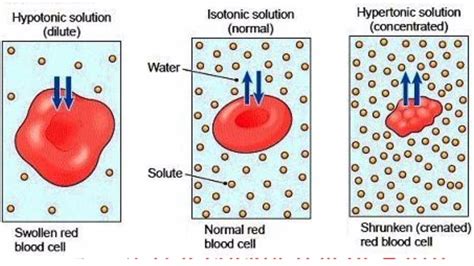 Types of solutions-hypertonic hypotonic and isotonic explained - YouTube