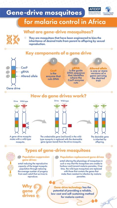 Gene-drive mosquitoes for malaria control and elimination. | Health ...