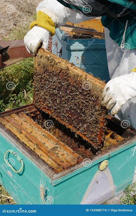 The Bee-keeper Takes Out a Framework with Honey Stock Photo - Image of ...